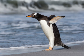 Gentoo Penguin stretching and flapping flippers