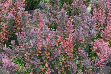 Red and purple foliage of Berberis thunbergii atropurpurea in May