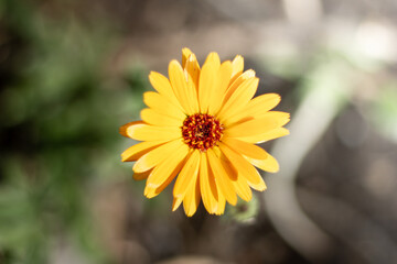 A closeup of a colourful flower. 