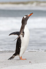 Gentoo Penguin shaking down after returning from the sea