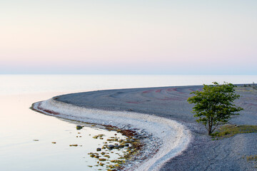tree on a stone beach on the island gotland oin sweden
