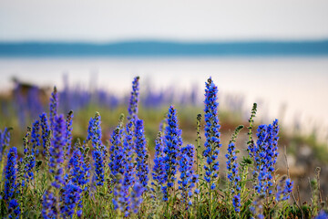 Blooming summer wildflowers Blueweed, Echium vulgare with ocean and sunset sky in the background on the island of Gotland, Sweden
