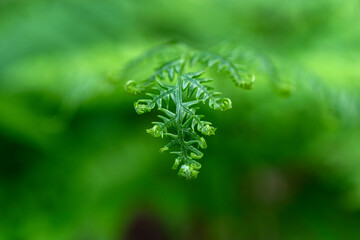 Close up of young fern leaf in nature.