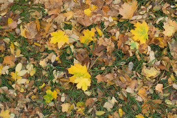 Colorful fallen leaves on green grass in mid October