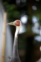 Grue