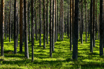 Fototapeta na wymiar Jokkmokk, Sweden A forest of pine