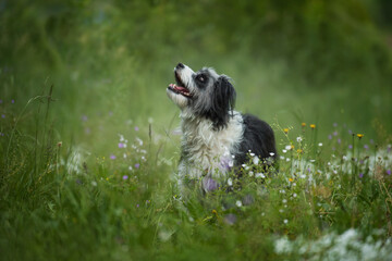 Cute dog with wild flowers looking up