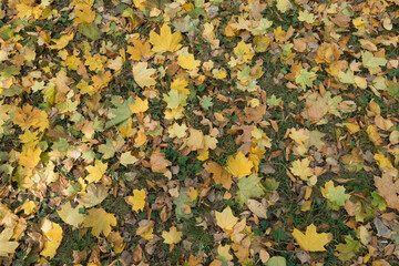 Multicolored fallen leaves of maple covering the grass from above