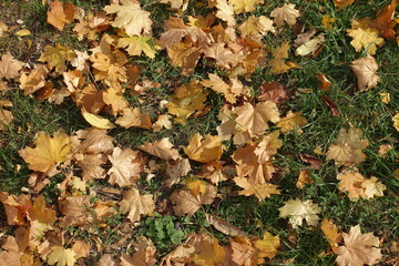 Orange and brown fallen leaves of maple on green grass from above