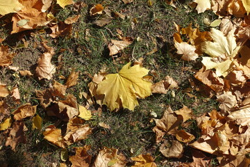 Single yellow maple leaf among brown ones in the grass