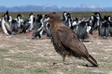 Juvenile Striated Caracara at a King Cormorant colony