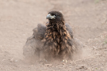 Juvenile Striated Caracara dust bathing