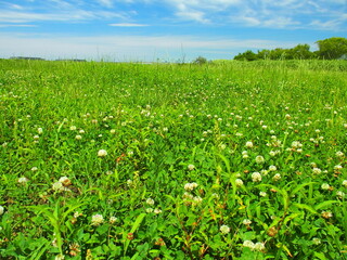 初夏のシロツメクサ咲く江戸川河川敷風景
