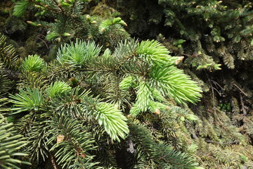 Close shot of fresh foliage on branches of Picea pungens in spring