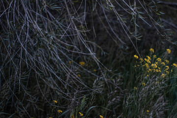 Tree branches in windy weather. Yellow flowers waving in the wind.