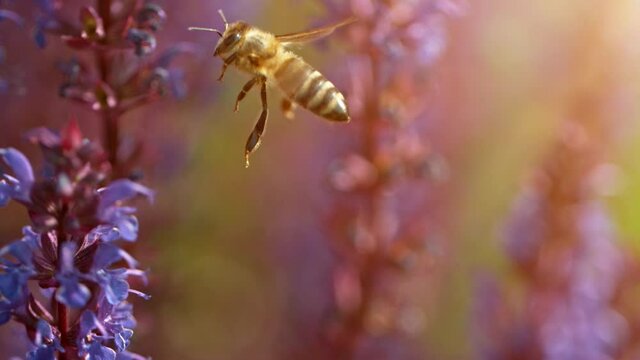 Close Up Of Honey Bee Flying And Collecting Nectar Pollen Around Garden Sage Flowers (salvia Officinalis). Super Slow Motion Filmed At 1000 Fps.