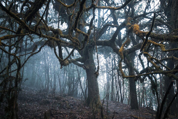 branchy tree in fog magical mysterious forest