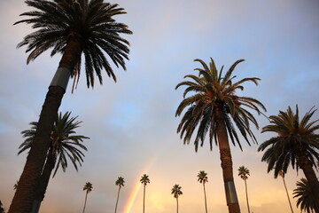 Fototapeta premium palm trees at sunset