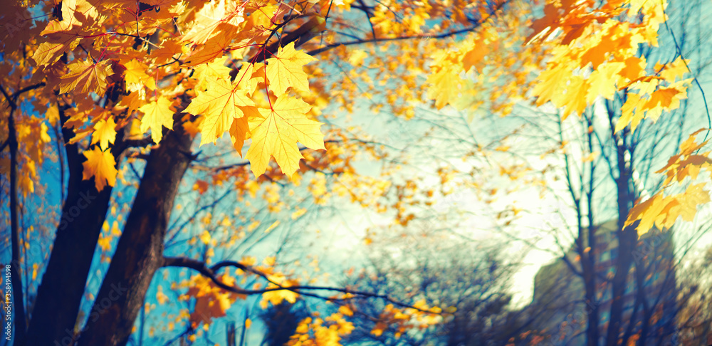 Poster beautiful maple tree with orange and red leaves in autumn on nature in city park on background blue 