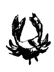 drawing picture of a small crab on a white background, lit by the sun, sketch hand-drawn graphic vector illustration