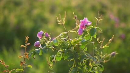 Blossoming Bulgarian oil-bearing rose in the foreground, a field of roses in the background. Illuminated by the morning sun.
