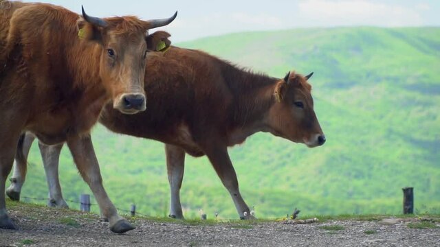 Two cows walking along gravel path against green mountain range - slow motion close up telephoto shot
