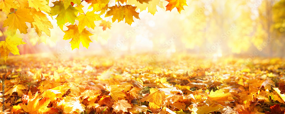 Aufkleber panoramic beautiful autumn nature background with carpet of orange and yellow fallen maple leaves in