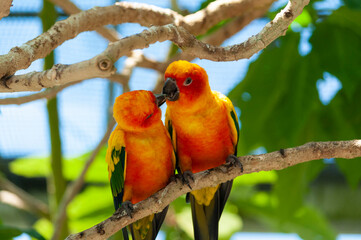 コガネメキシコインコ