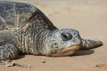 Close-up of sea turtle resting on a sandy beach in Kauai, Hawaii
