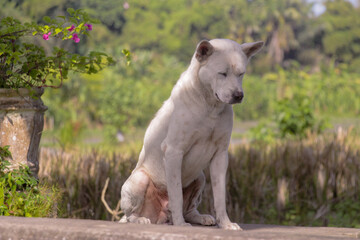Sleepy White Dog in the Fields