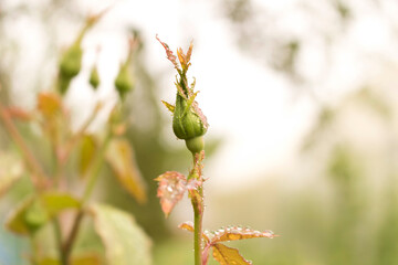 Rose Bud with drops of dew. Close up. Selective focus.