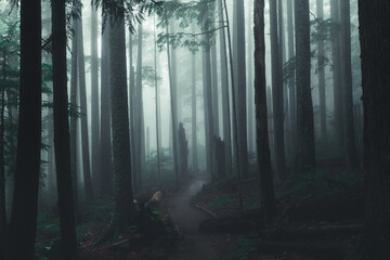 Path through a mysterious foggy forest in the Pacific Northwest
