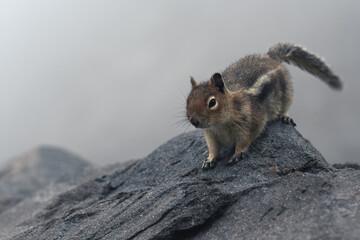 Ground squirrel in the mist on the side of Mount Rainier

