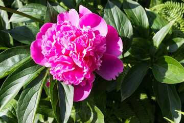 Gorgeous peony flower on a background of green leaves. Peonies flower bloom at spring and summer. Suitable for greeting cards and there is space for text