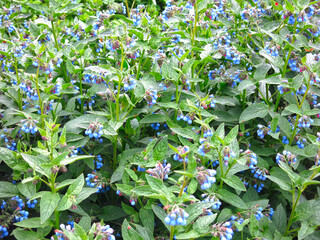 comfrey medicinal plant (S&yacute;mphytum) blooms with blue flowers