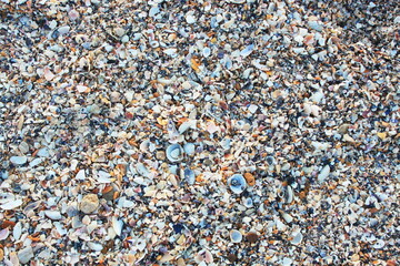 seashells on the beach
