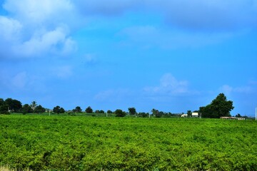 Agriculture farm in Kutch, Gujarat, India, Morning in farm