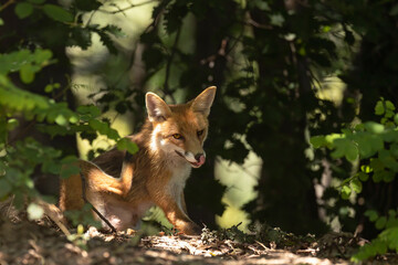 giovane volpe femmina nel bosco