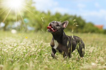 Beautiful blue French Bulldog playing with in a flowery meadow in the countryside. Fashion dog.