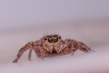 A spider jumped on the ground and looked for its food.