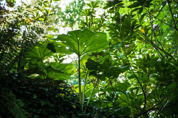 Feuille en forêt bretonne -format paysage