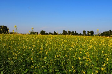 Agriculture farm in Kutch, Gujarat, India, Morning in farm