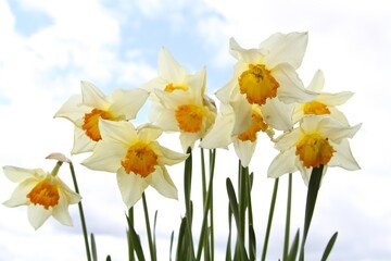 close up on daffodils