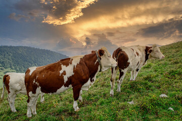 Fototapeta na wymiar the white and brown cows in the mountain pastures