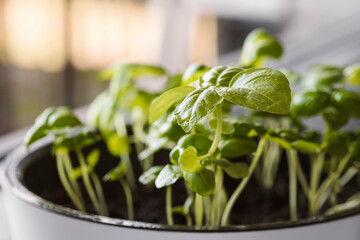 Fresh Organic Green basil plant for healthy cooking. Fresh aromatic culinary herb in white pot on windowsill. Kitchen garden of herbs. Lifestyle concept.
