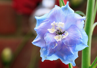 Close up of a purple or blue Delphinium (Larkspur) flower in  full bloom.  The flowers grow on very...
