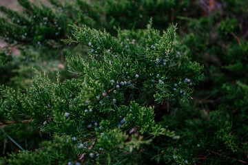Fototapeta na wymiar A tree of juniper with saturation green color and beautiful texture.