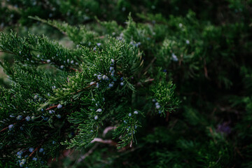 A tree of juniper with saturation green color and beautiful texture.