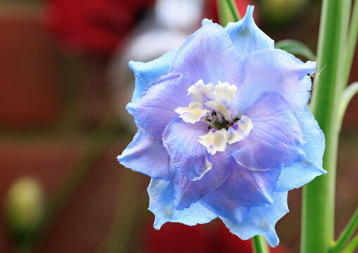 Close up of a purple or blue Delphinium (Larkspur) flower in  full bloom.  The flowers grow on very tall large stems and are good for bees and insects