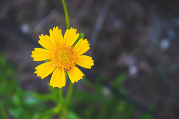 Fototapeta premium Close up picture of yellow flower on the side and green background. Marco picture of chamomile in the garden, as natural wallpaper with herb. Wild flowers in the forest with copy space for text.